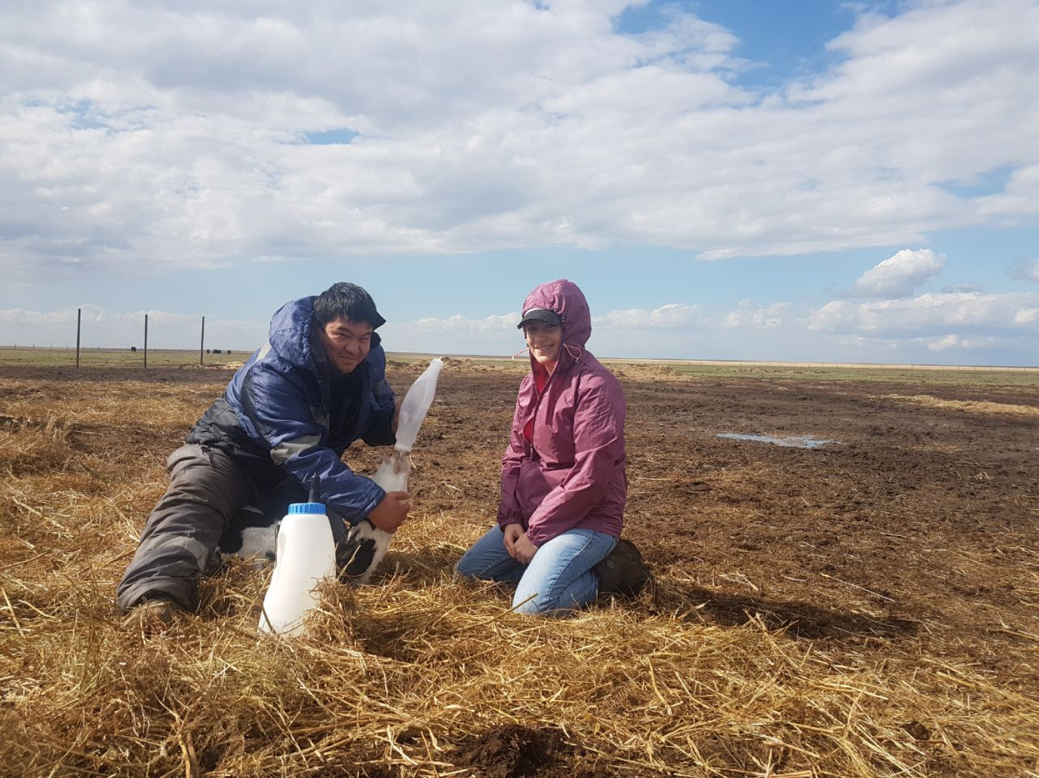 Field veterinary work