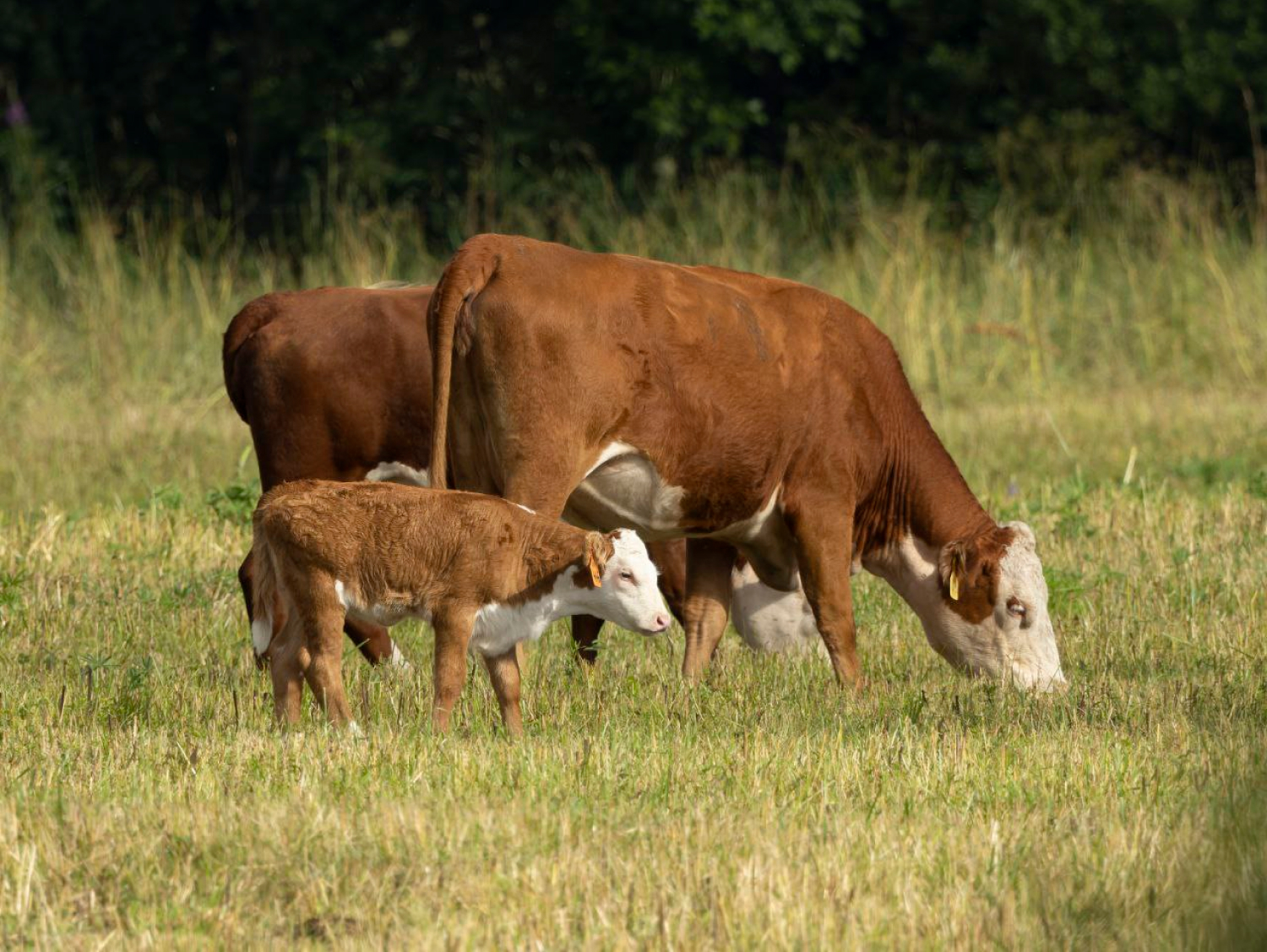 Farm work