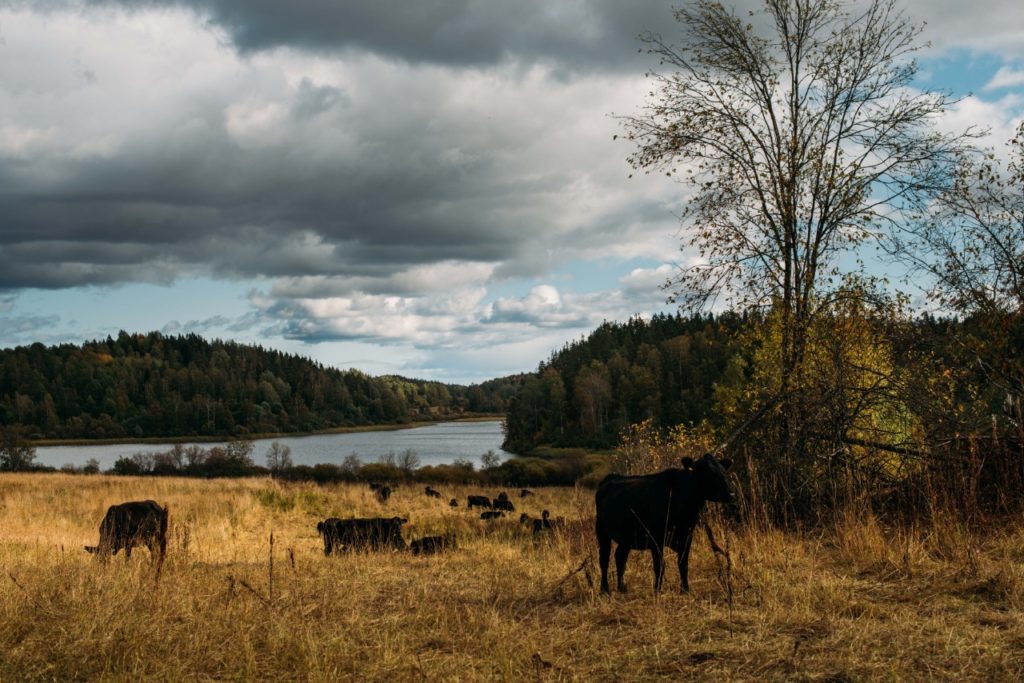 Мясной скот на осеннем пастбище — Cattle Expert